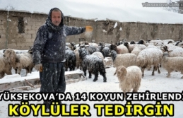 Yüksekova’da 14 Koyun Zehirlendi: Köylüler Tedirgin
