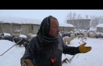 Yüksekova’da 14 koyun zehirlendi: Köylüler tedirgin
