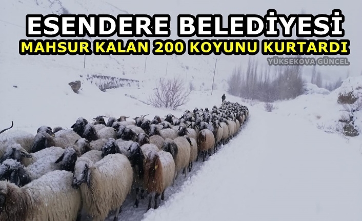 Esendere Belediyesi Mahsur Kalan 200 Koyunu kurtardı