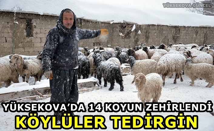 Yüksekova’da 14 Koyun Zehirlendi: Köylüler Tedirgin