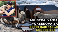 Avustralya’dan Yüksekova’ya Köpek Barınakları Gönderildi