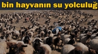 3 bin hayvanın su yolculuğu