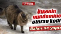 Kahraman kedi bebeği donmaktan kurtardı