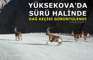 Yüksekova'da Sürü Halinde Dağ Keçisi Görüntülendi