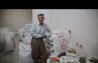 Hakkari dağlarında yetişen kenger bitkisi ekmek kapısı oluyor