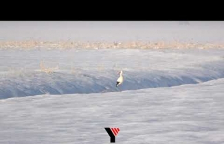 Kar,Kış Ve Soğuk Havaya Rağmen Ova’yı Terketmeyen Leylek - Yüksekova