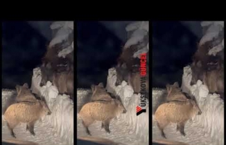 Şemdinli'de Domuz Sürüsü Kameralara Yansıdı - Yüksekova