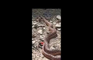 Yüksekova'da 2 metrelik engerek yılanı görüntülendi