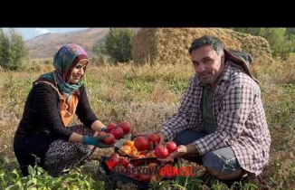Yüksekova'da Domates Hasadına başlandı