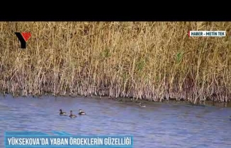 Yüksekova'da Yaban Ördeklerin Güzelliği