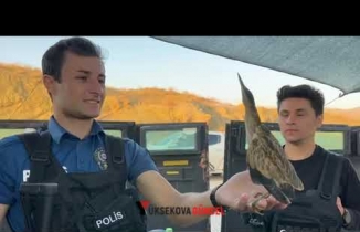 Yüksekova'da Yaralı Bulunan Balaban kuşu Tedavi Altına Alındı