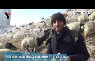 Yüksekova: Karlı Yamaçlarda Koyun Otlatma Çilesi