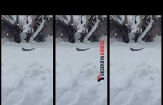 Yüksekova: Kedinin Kardan Zorlukla Çıkması Kameraya Yansıdı