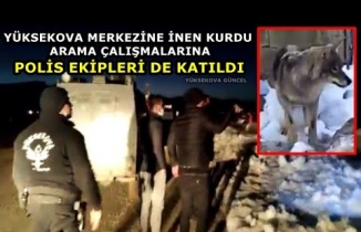 Yüksekova Merkezine İnen Kurdu Arama Çalışmalarına Polis Ekipleri De Katıldı