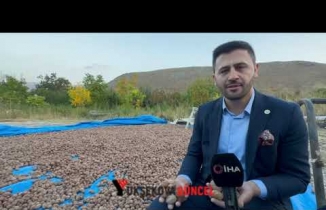 Yüksekova'nın İran Sınırında Ceviz Hasadı