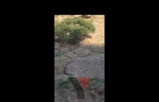 Yüksekova’da sürü halinde dağ keçisi görüntülendi