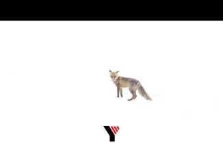 Yüksekova’da tilki mahalle ortasında yuva yaptı