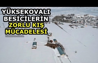 Yüksekovalı besicilerin zorlu kış mücadelesi
